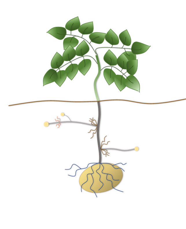 To the roots of the potato – Roots in Salt
