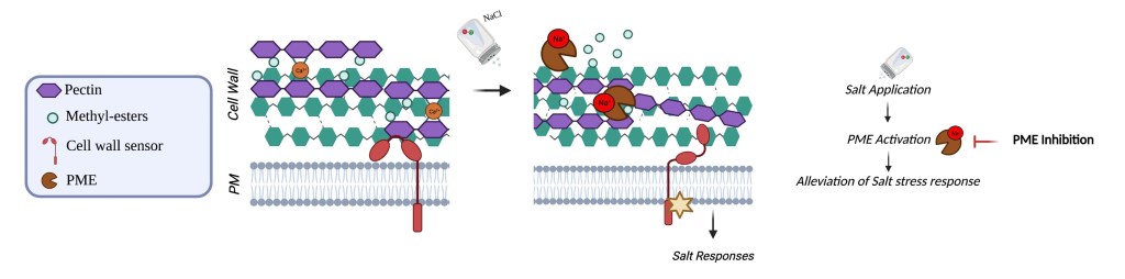 This figure shows in 4 panels how the cell wall pectin structure is altered by salt. The first panel forms the legend for the different symbols used in the figure. The second panel shows a matrix of pectin and Methyl-esters on top of the cell membrane. Through the membrane, touching the cell wall a Cell wall sensor is drawn.
The thrid panel shows how the cell wall matrix is broken up by the application of salt, changing the shape of the cell wall sensor. The fourth panel shows a abstract schematic of the this reaction.