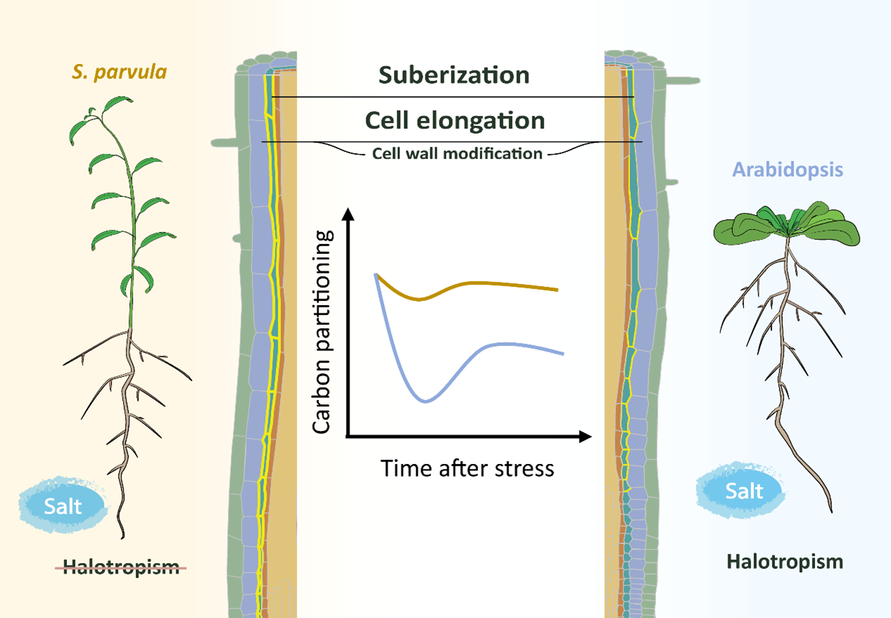 Salt Around Roots Salty Super Heroes – insights in salt tolerance – Roots in Salt